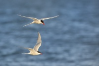 Rybak dlouhoocasy - Sterna paradisaea - Arctic Tern 2411